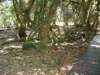 dsc01231_ms_small.jpg