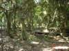 dsc01233_ms_small.jpg